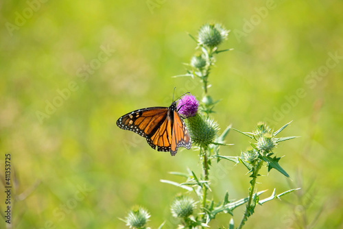 butterfly on a flower © LynnSchwabPhotograph