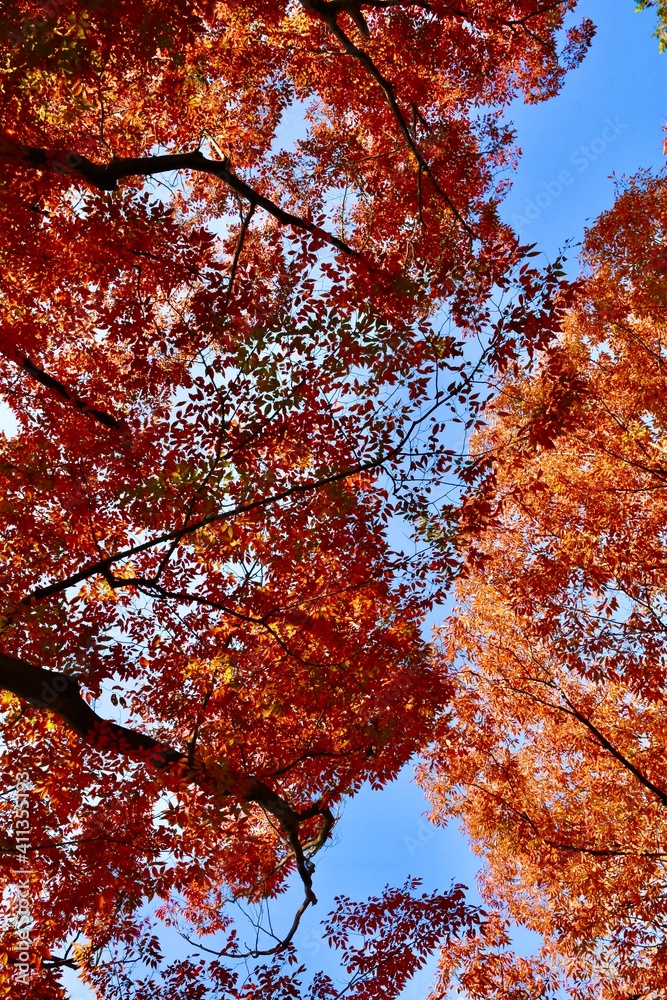 紅葉 紅葉
