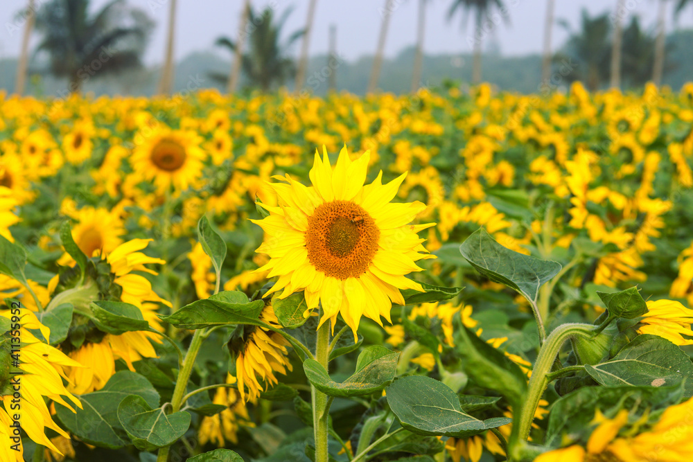 Obraz premium Helianthus is a genus that includes about 70 species of annual and perennial flowering plants in the Daisy family Asteraceae. With the exception of three species in South America.