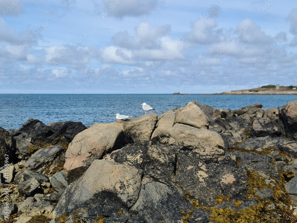 Guernsey Channel Islands, Les Amarreurs Harbour, Seagulls