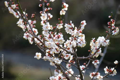 日本の美しい白い梅の花