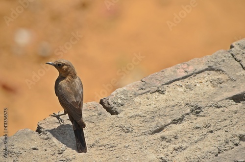 small brown bird © sumit