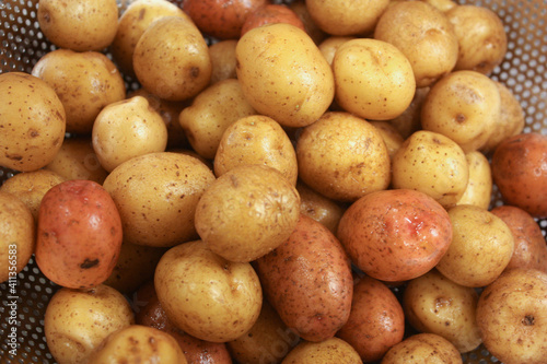 Washed small neu golden potatoes 