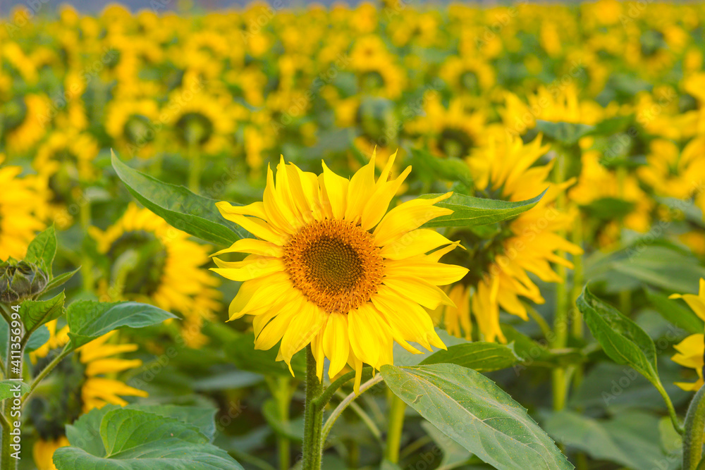 Helianthus is a genus that includes about 70 species of annual and perennial flowering plants in the Daisy family Asteraceae. With the exception of three species in South America. Helianthus is a genus that includes about 70 species of annual and perennial flowering plants in the Daisy family Asteraceae. With the exception of three species in South America.