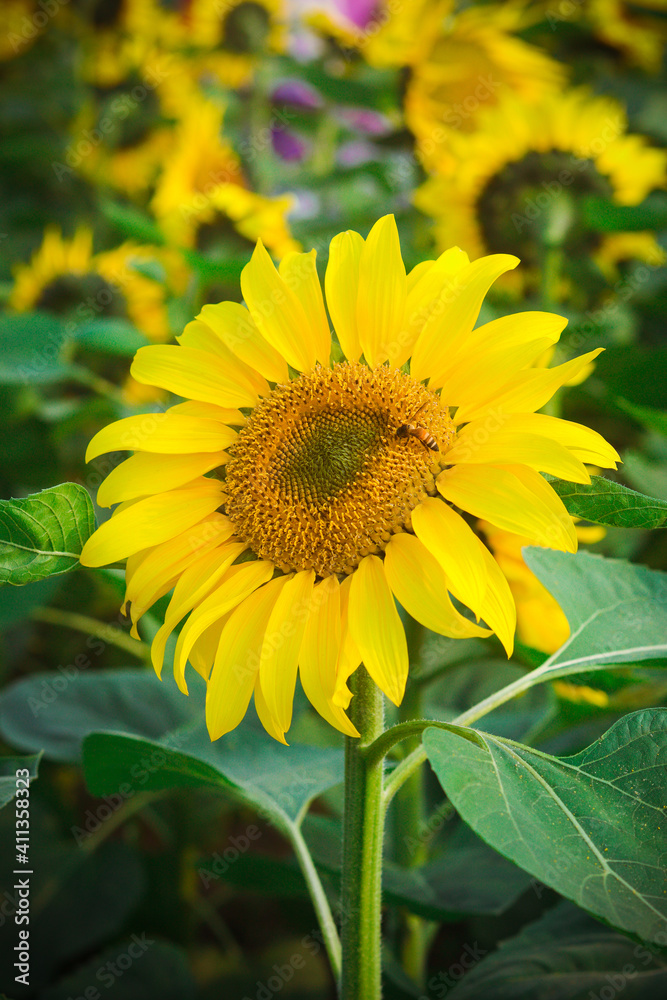 Helianthus is a genus that includes about 70 species of annual and perennial flowering plants in the Daisy family Asteraceae. With the exception of three species in South America. Helianthus is a genus that includes about 70 species of annual and perennial flowering plants in the Daisy family Asteraceae. With the exception of three species in South America.
