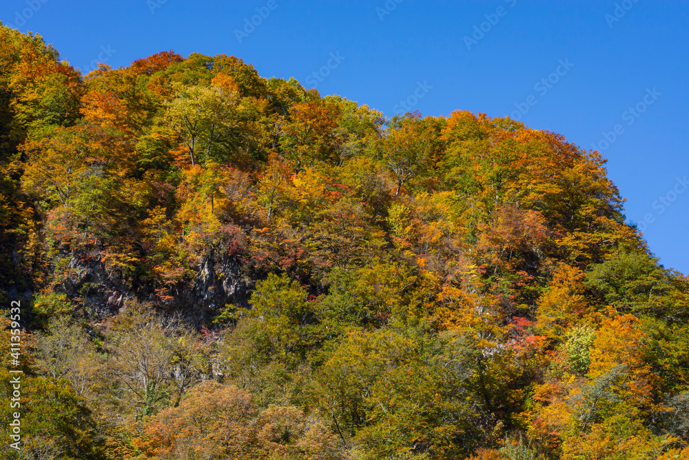 快晴の青空と鮮やかな山の紅葉