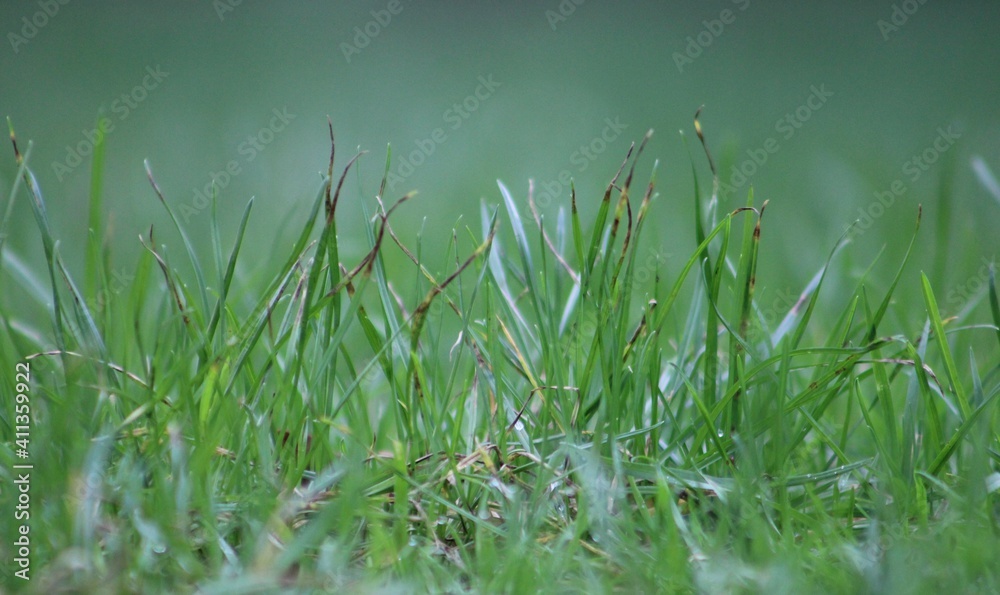 Fototapeta premium dead and green grass