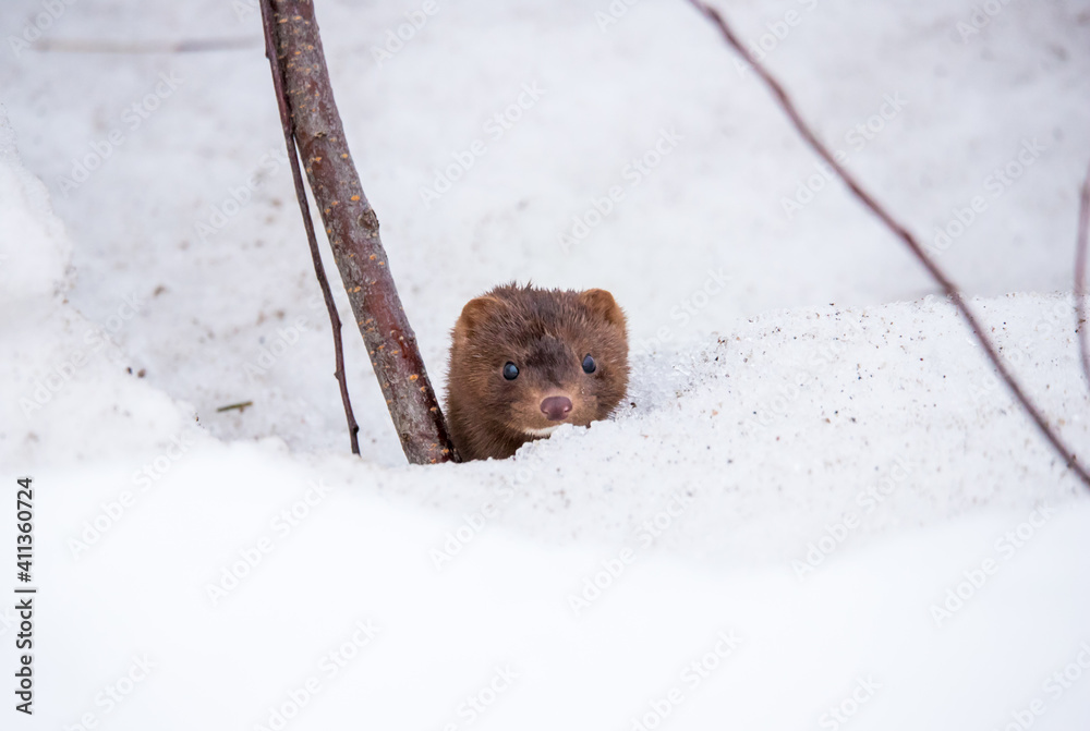 Mink in snow pile