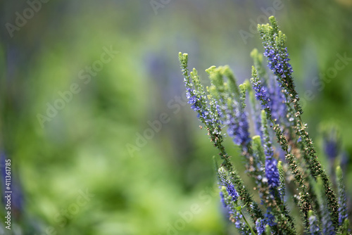 lavender in the garden