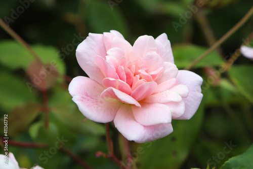 bright pink-orange rose in the garden with a blurred background