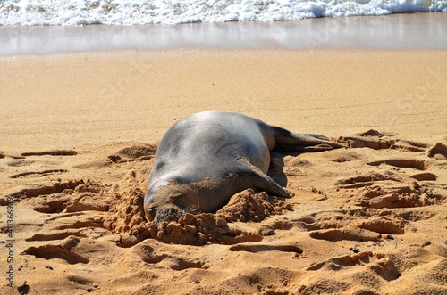 A lone Monk seal lays resting on the sandy beaches of Hawaii