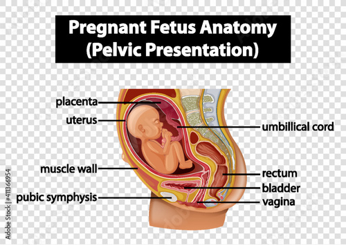 Pregnant Fetus Anatomy (Pelvic Presentation)