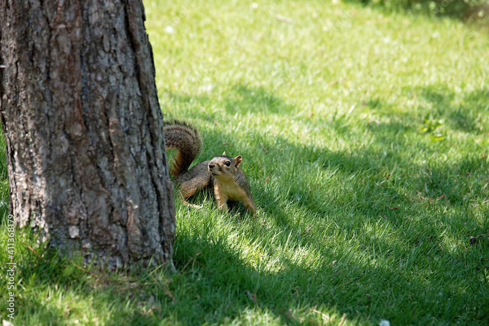 squirrel by tree