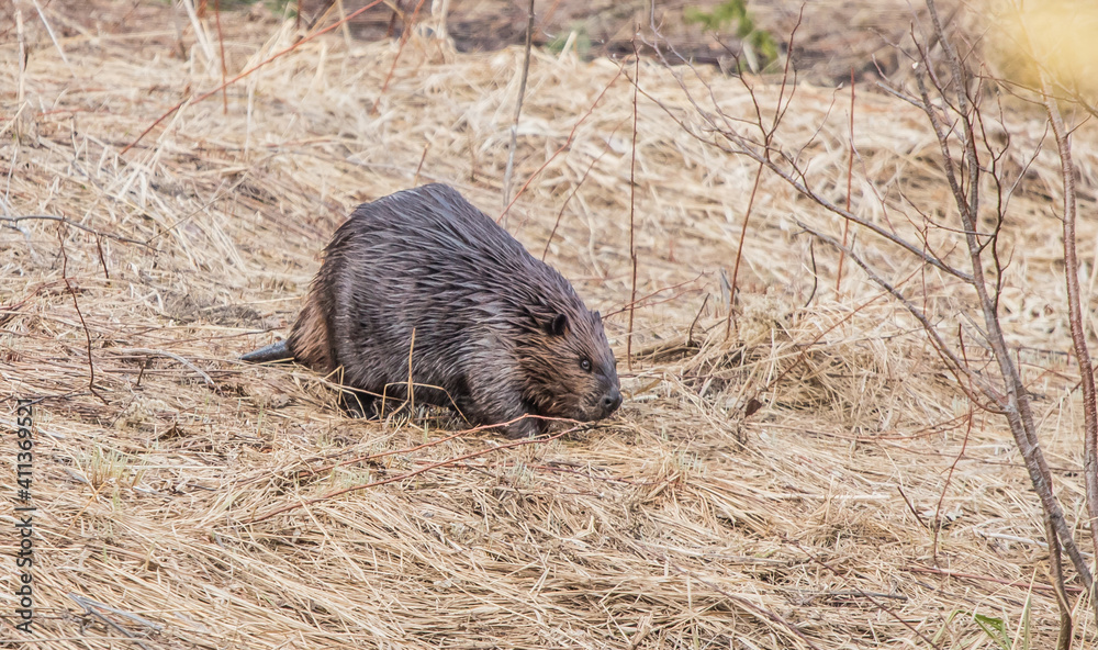 Adult Beaver in river with log Adult Beaver in river with log