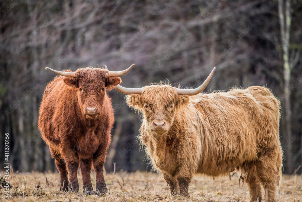 Highland cattle in snow field 