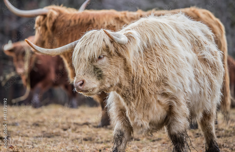 Fototapeta premium Highland cattle in snow field 