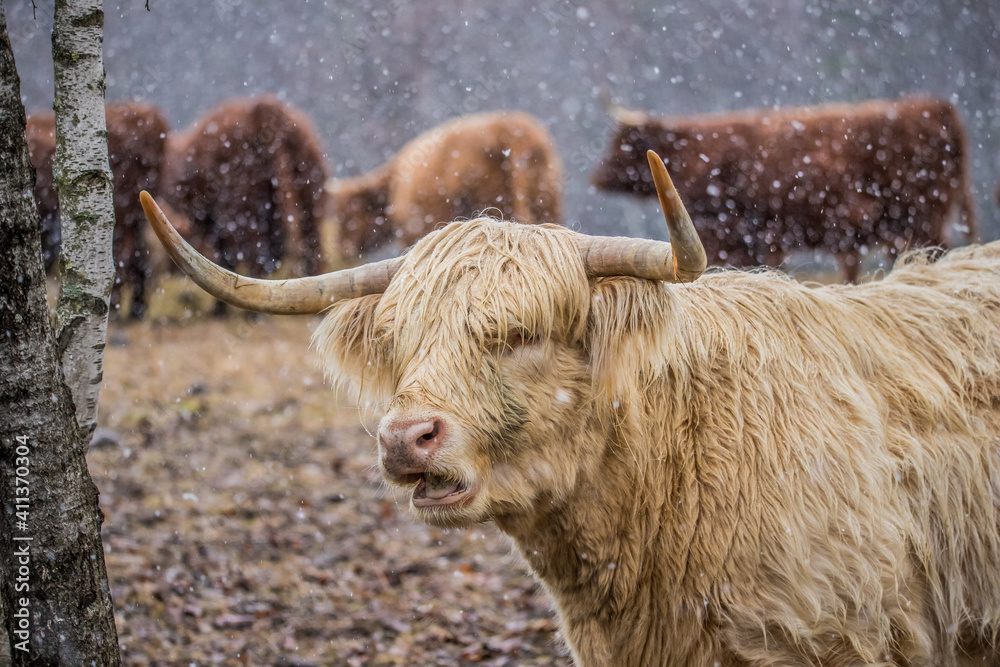 Fototapeta premium Highland cattle in snow field