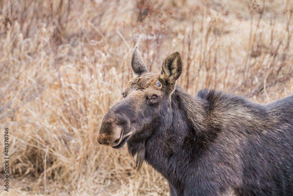 Moose eating in grass