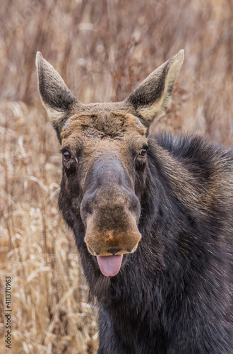 Moose eating in grass