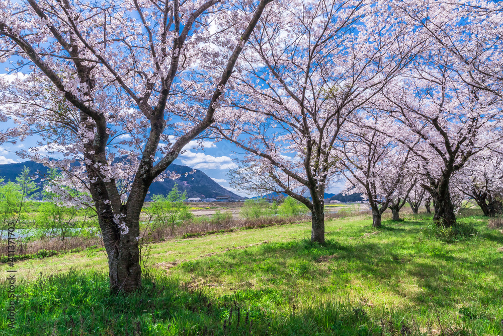 春、満開の桜の下で