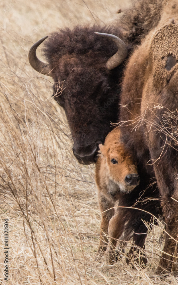 Fototapeta premium Bison roaming in the west