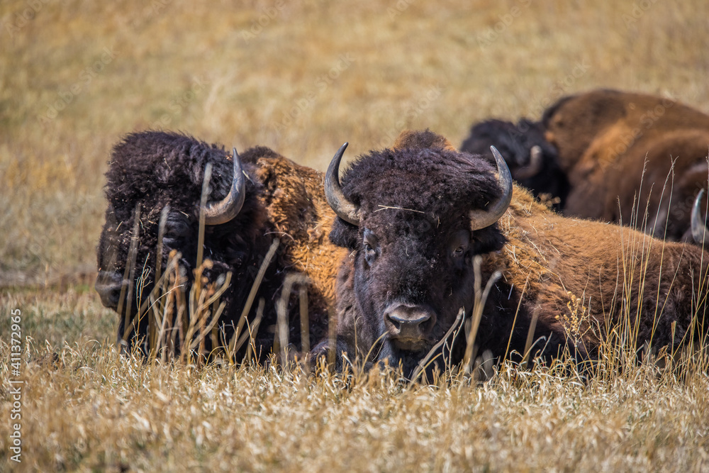 American bison in prairie 