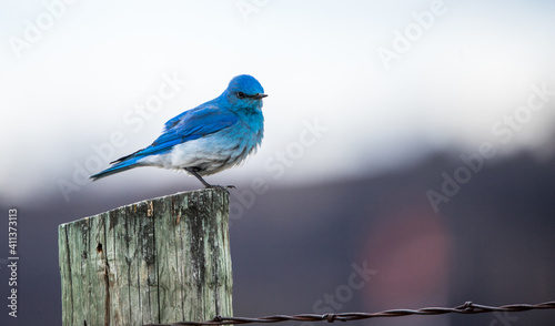 Western blue bird on post photo