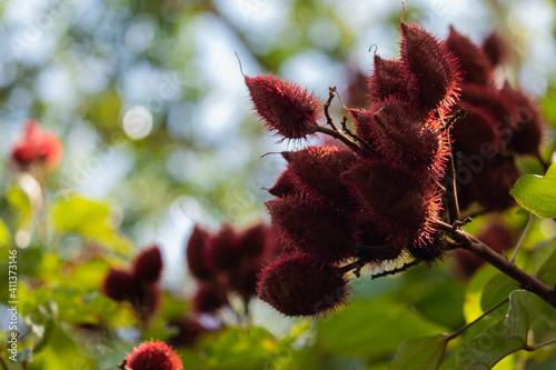 Urucum, urucu  (Bixa orellana) photo