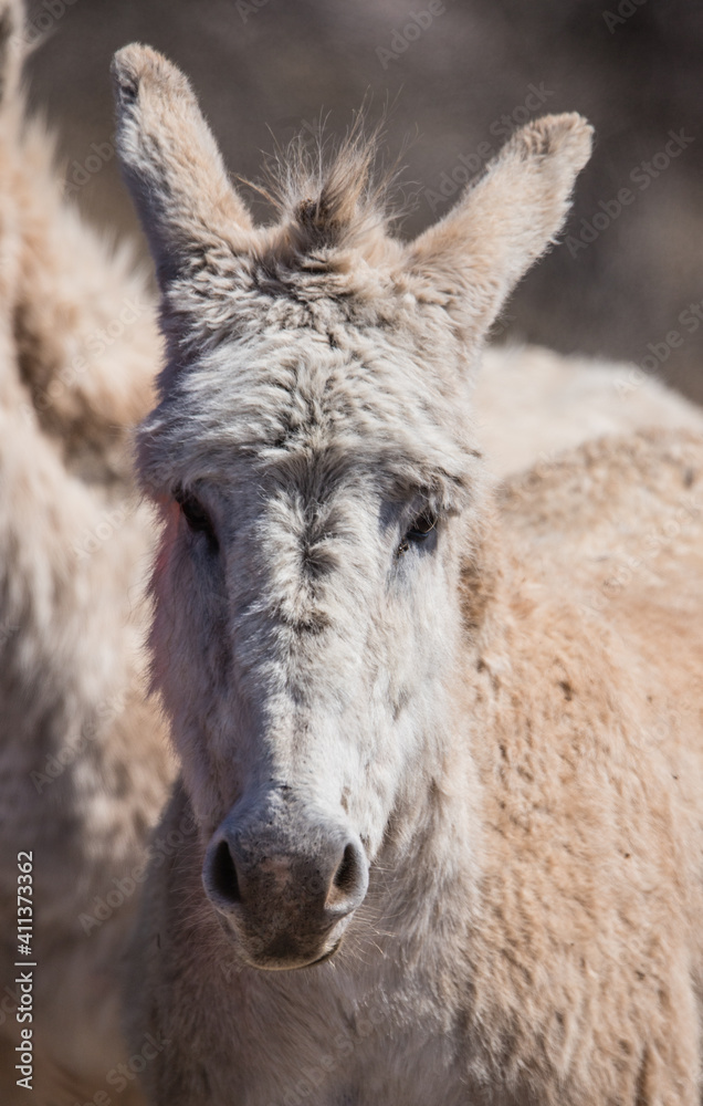 wild burro donkey in field 