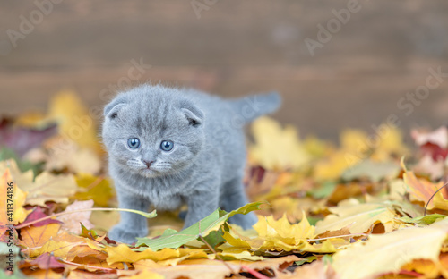 Kitten with yellow leaf on it head stands on autumn foliage and looks at camera. Empty space for text