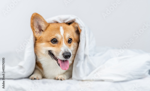 Pembroke welsh corgi dog lying under white blanket at home. Empty space for text