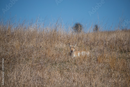 Fototapeta Naklejka Na Ścianę i Meble -  pronghorn antelope in prairie field 