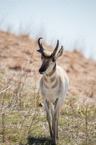 male pronghorn antelope in field 
