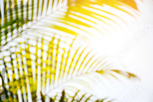blurred of tropical palm leaves with sunlight backgrounds