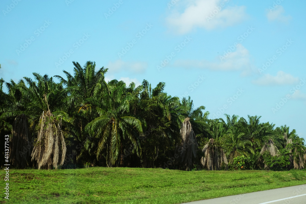 Obraz premium Palm oil plantation