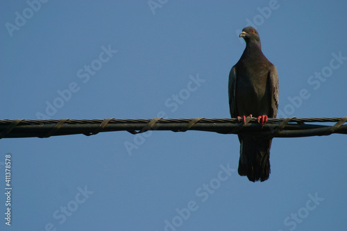 Pigeon on a wire with blue sky background © bartsadowski