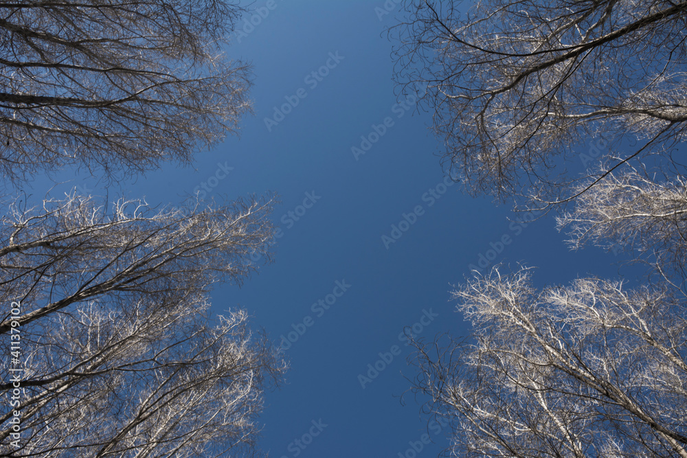 leafless trees leafless trees