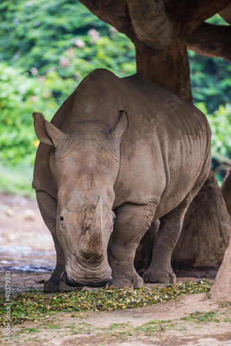 Rhino Portrait 2