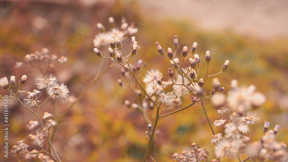 photo of artistic grass flower in the garden photo of artistic grass flower in the garden