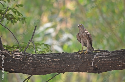 shikra