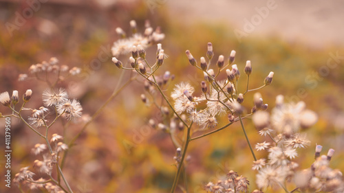photo of artistic grass flower in the garden © sukmingkhwan