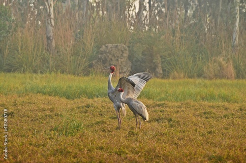 sarus crane photo