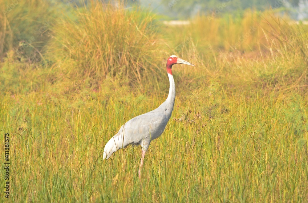 Obraz premium sarus crane