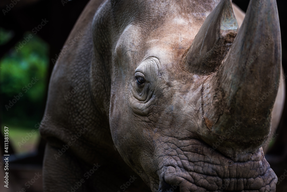 Fototapeta premium Rhino Portrait 6 - Head Shot