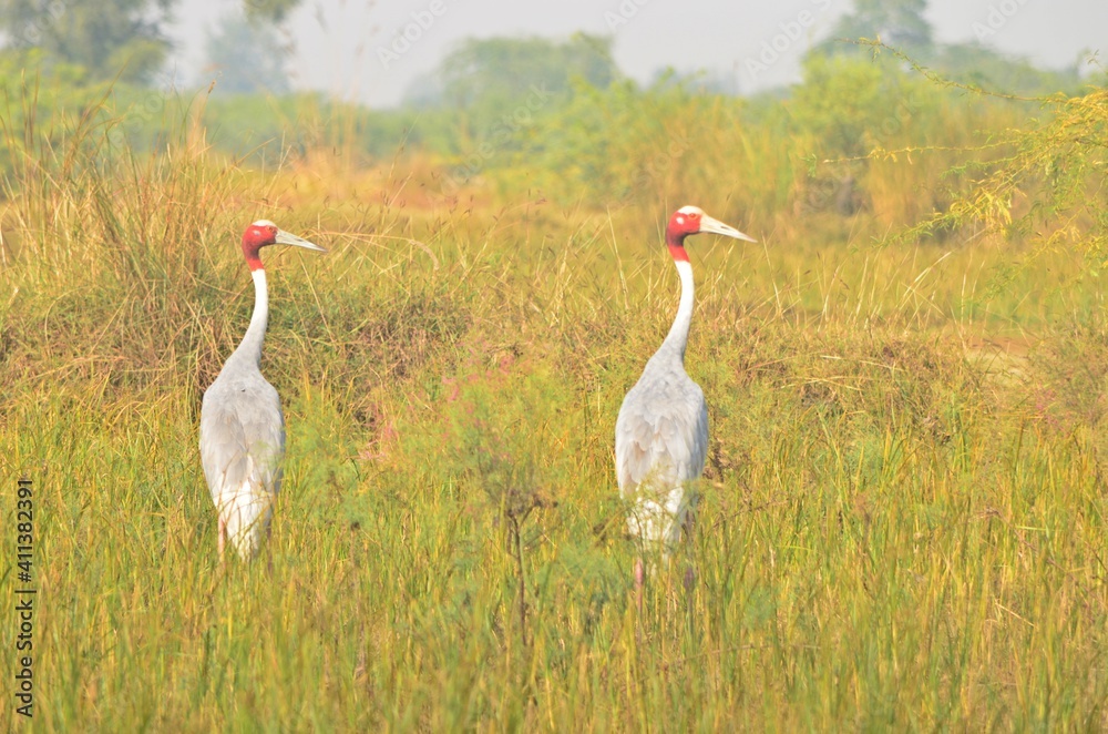 Fototapeta premium sarus crane