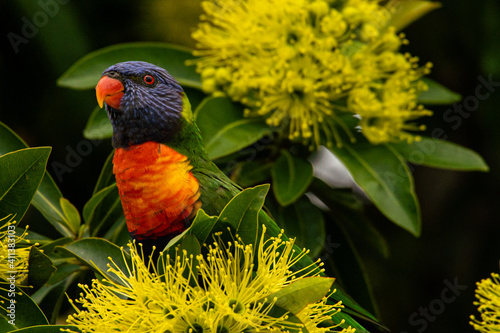 rainbow lorikeet eating nectar the flowers of the golden penda tree (Xanthostemon chrysanthus) copy space