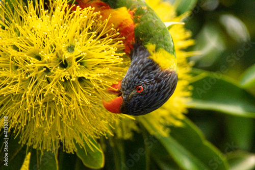 rainbow lorikeet eating nectar the flowers of the golden penda tree (Xanthostemon chrysanthus) licking photo