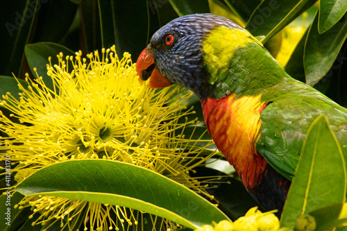 Quadro em tela a rainbow lorikeet eating nectar the flowers of the golden penda tree