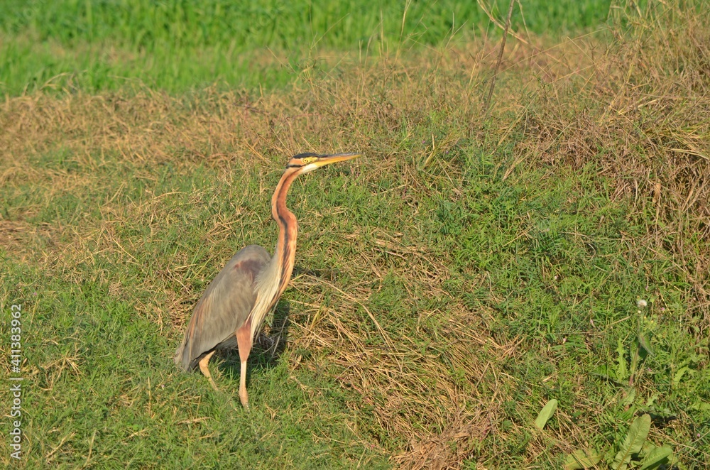 Fototapeta premium goliath heron