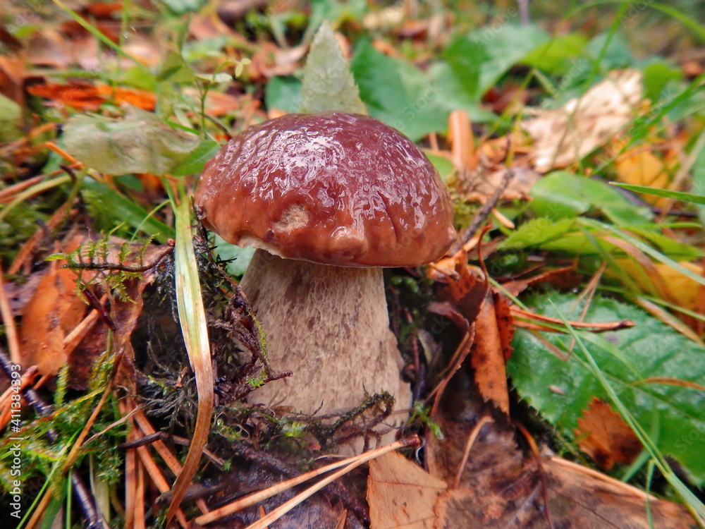 Russia. Karelia. Mushrooms on one of the many islands on the northern coast of Lake Ladoga. White mushroom (boletus). Russia. Karelia. Mushrooms on one of the many islands on the northern coast of Lake Ladoga. White mushroom (boletus).